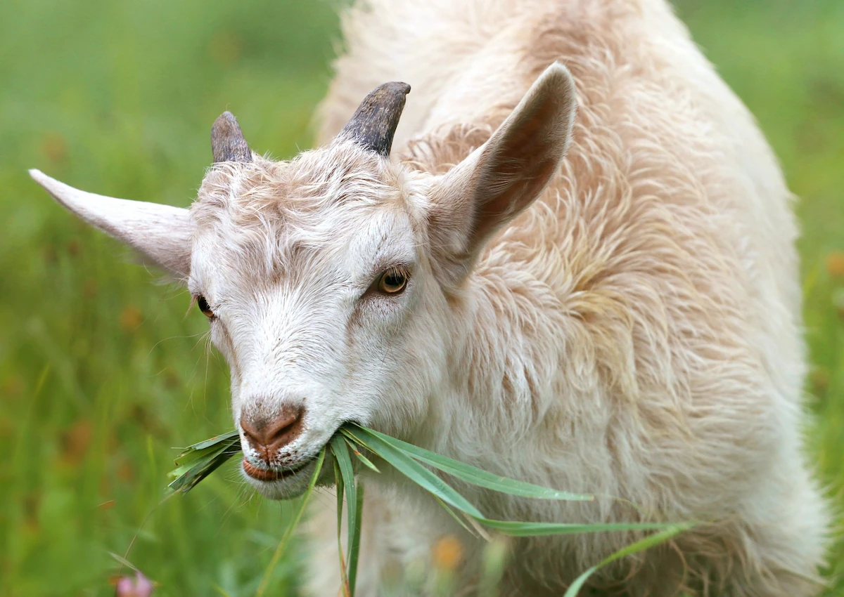 cashmere goat